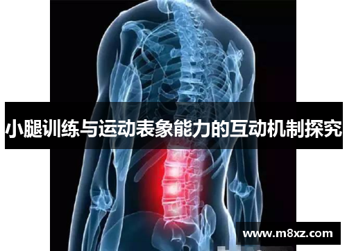 小腿训练与运动表象能力的互动机制探究
